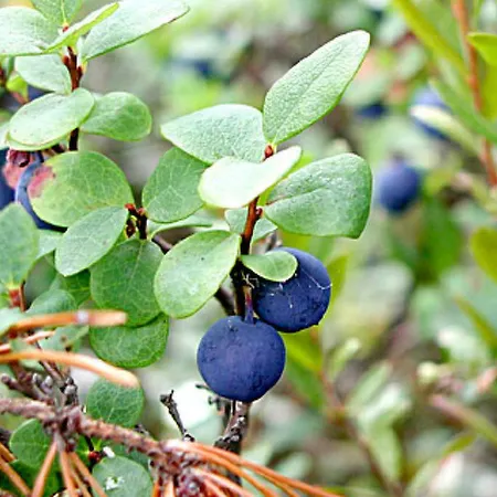 Koivuniemi By Interhome *