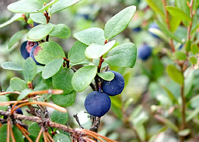 Koivuniemi By Interhome * Nieminen (Vierema, Northern Savonia)